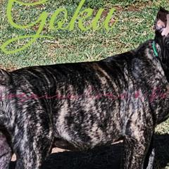 Goku - Tiger Perro de Presa Canario puppy in El Paso, Texas from Mesquite Creek Kennels