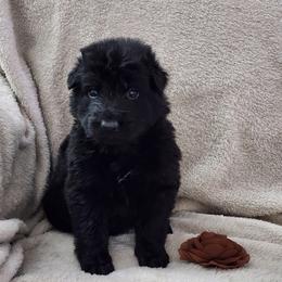 Brown collar - Black male German Shepherd puppy in Louisville, Ohio from Crooked River German Shepherds