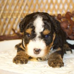 Male 4 - Tri-color male Bernedoodle puppy in Belgreen, Alabama from Scott’s Farm Poodles and Doodles