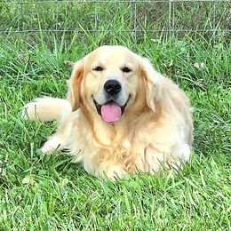 Alex - Golden Retriever