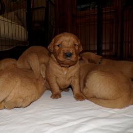 Golden Retriever Puppies from Brisas Goldens