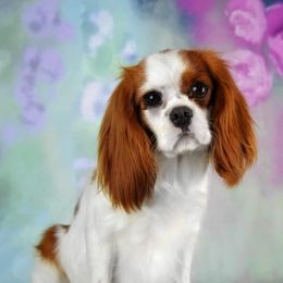 Bristol - Cavalier King Charles Spaniel