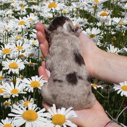 Aussiedoodle Puppies from DuWoof