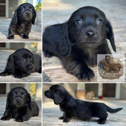 Shadow - Black male Dachshund puppy in Gatesville, Texas from Emily’s Doxie Domain