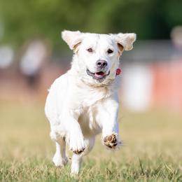 Gidget - Golden Retriever