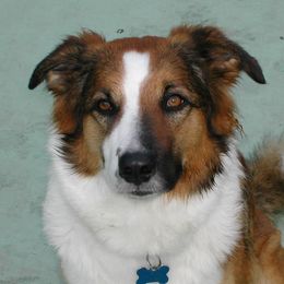 English Shepherds from Shepherd's Way