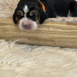 Gobbler - Black brown and white male Basset Hound puppy in Lone Jack, Missouri from Wee Little Bassets