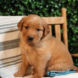 Mr. Darcy - Golden male Golden Retriever puppy in Payette, Idaho from Stonewick Retrievers