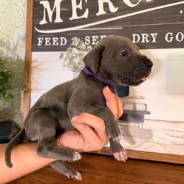 Anana - Blue female Great Dane puppy in Carencro, Louisiana from Halsey Danes