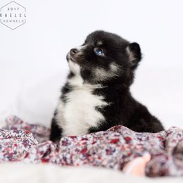 Pomsky Puppies from Kaelel Kennels