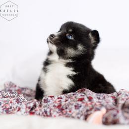 Pomsky Puppies from Kaelel Kennels