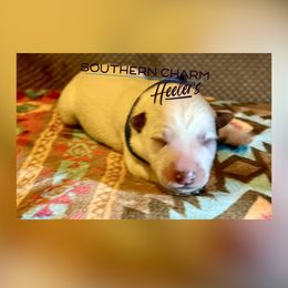 Ash - Red mottled male Australian Cattle Dog puppy in Floyd, Virginia from Southern Charm Heelers