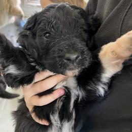 Krissy - Black female Pyredoodle puppy in Prescott, Washington from Washington Pyredoodles