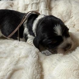Denali (Pink) - Black white and tan female English Springer Spaniel puppy in Conifer, Colorado from Majestic Mountain Springs