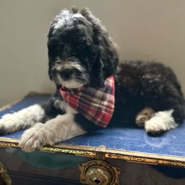 Beast - Bernedoodle puppy from Little Lake Doodles