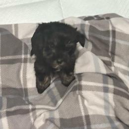 Caramel - Black and silver female Miniature Schnauzer puppy in Orlando, Florida from Dara's Miniature Schnauzers