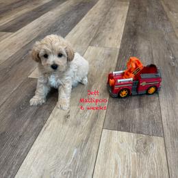 Jett - Champagne male Maltipoo puppy in Paden, Oklahoma from Logan's Perfect Puppies