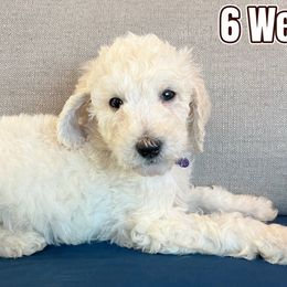 Purple - Labradoodle puppy from The Dood Ranch