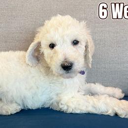 Purple - Labradoodle puppy from The Dood Ranch
