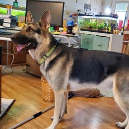 Remi - German Shepherd