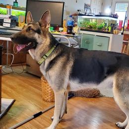 Remi - German Shepherd