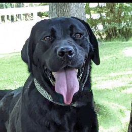 Penny - Labrador Retriever