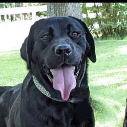 Penny - Labrador Retriever