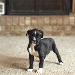 Lucille - Brindle female Boxer puppy in Georgia from Stephanie’s Boxers