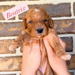 Beatrix - Apricot female Goldendoodle puppy in Macclenny, Florida from Baker County Goldendoodles