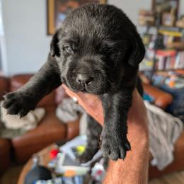 Black Female - Black female Labrador Retriever puppy in Priest River, Idaho from Lazy Daisy Labs