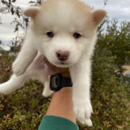 Pomsky Puppies from JsPomskies