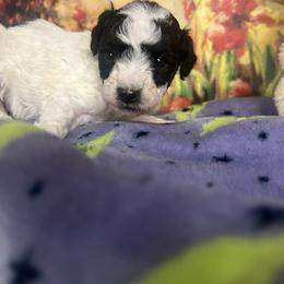 Bandit - Parti male Poodle puppy in Lawrenceburg, Tennessee from LUV Poodles and Maltipoos