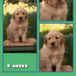 Jimmy - Dark golden male Golden Retriever puppy in Driggs, Idaho from SK Golden Retrievers