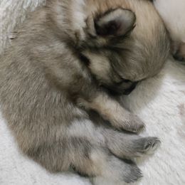 Pomeranian and Pomsky Puppies from Stonehill Breeders