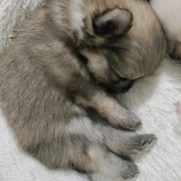 Pomeranian and Pomsky Puppies from Stonehill Breeders