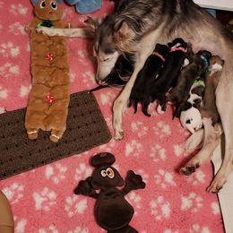 Silken Windhound Puppies from Silken Agents of CSBeck