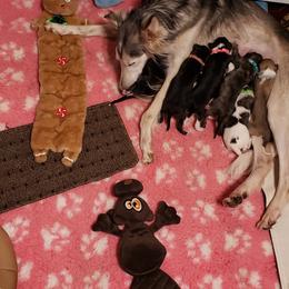 Silken Windhound Puppies from Silken Agents of CSBeck