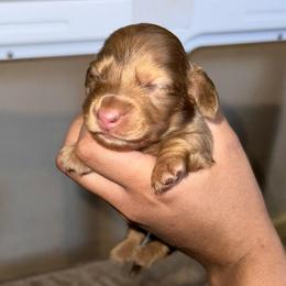 Boy 3 - Dapple male Dachshund puppy in Salisbury, North Carolina from Shy’s Teenie Weenies