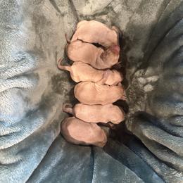 Labrador Retriever Puppies from H & H Retrievers