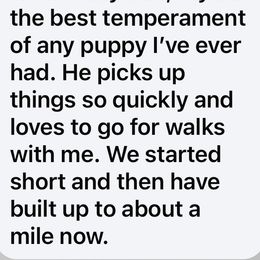 Hank - Fawn male Boxer puppy in Apopka, Florida from Boxer Puppies