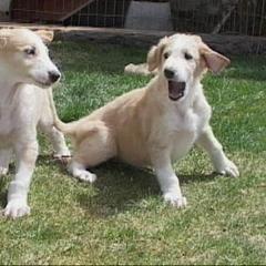 Borzoi Puppies from Radost Borzoi
