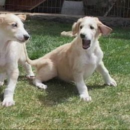Borzoi Puppies from Radost Borzoi