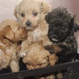 Poodles from Poodles Are Mixy