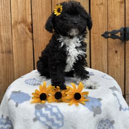 Tilly - Black female Poodle puppy in Corbin, Kentucky from Lightning K Kanine’s