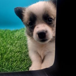Spunky gal - Sable female Pembroke Welsh Corgi puppy in Pekin, Indiana from Beth's Pawsitivley Corgis