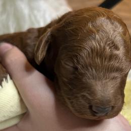 Bay - Red  male Poodle puppy in Jensen Beach, Florida from Pineapple Poodles
