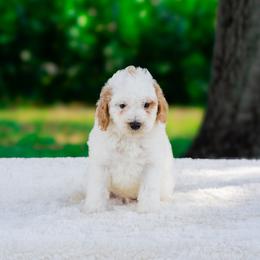 Ghost - Parti male Goldendoodle puppy in Fort Myers, Florida from Billy's American Corgi