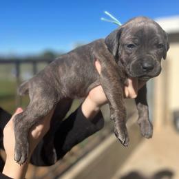 Annie-teal - Brindle female Companion Cross puppy in Calimesa, California from Teakwoodpoodleofsocal