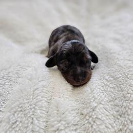 Charlie - Dapple male Dachshund puppy in Anaconda, Montana from Montana Country Dachshunds