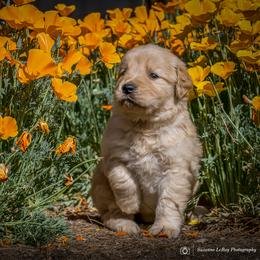 Girl 6 - female Golden Retriever puppy in Palmdale, California from AmazingK9s